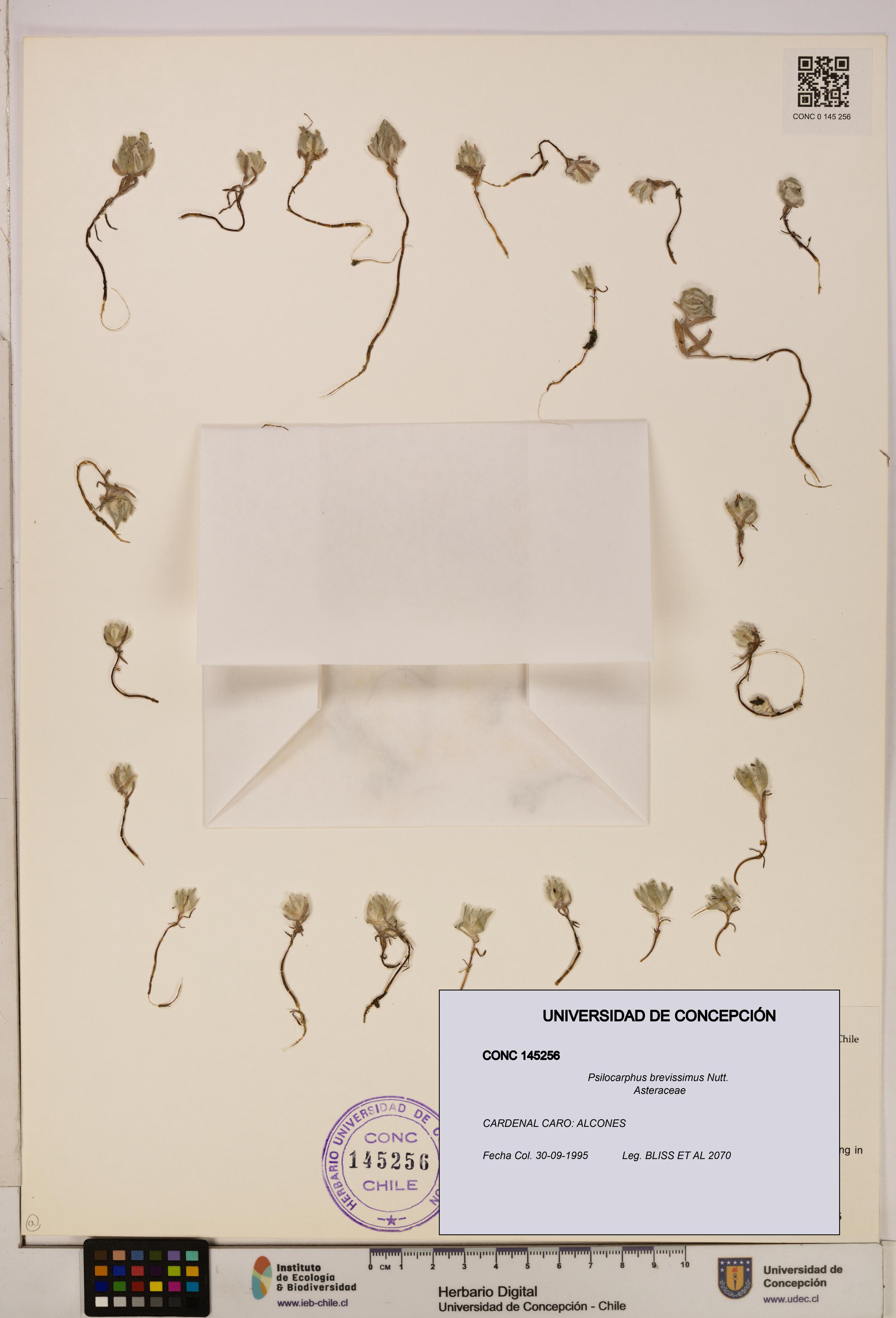 Psilocarphus brevissimus [Espécimen: ]
