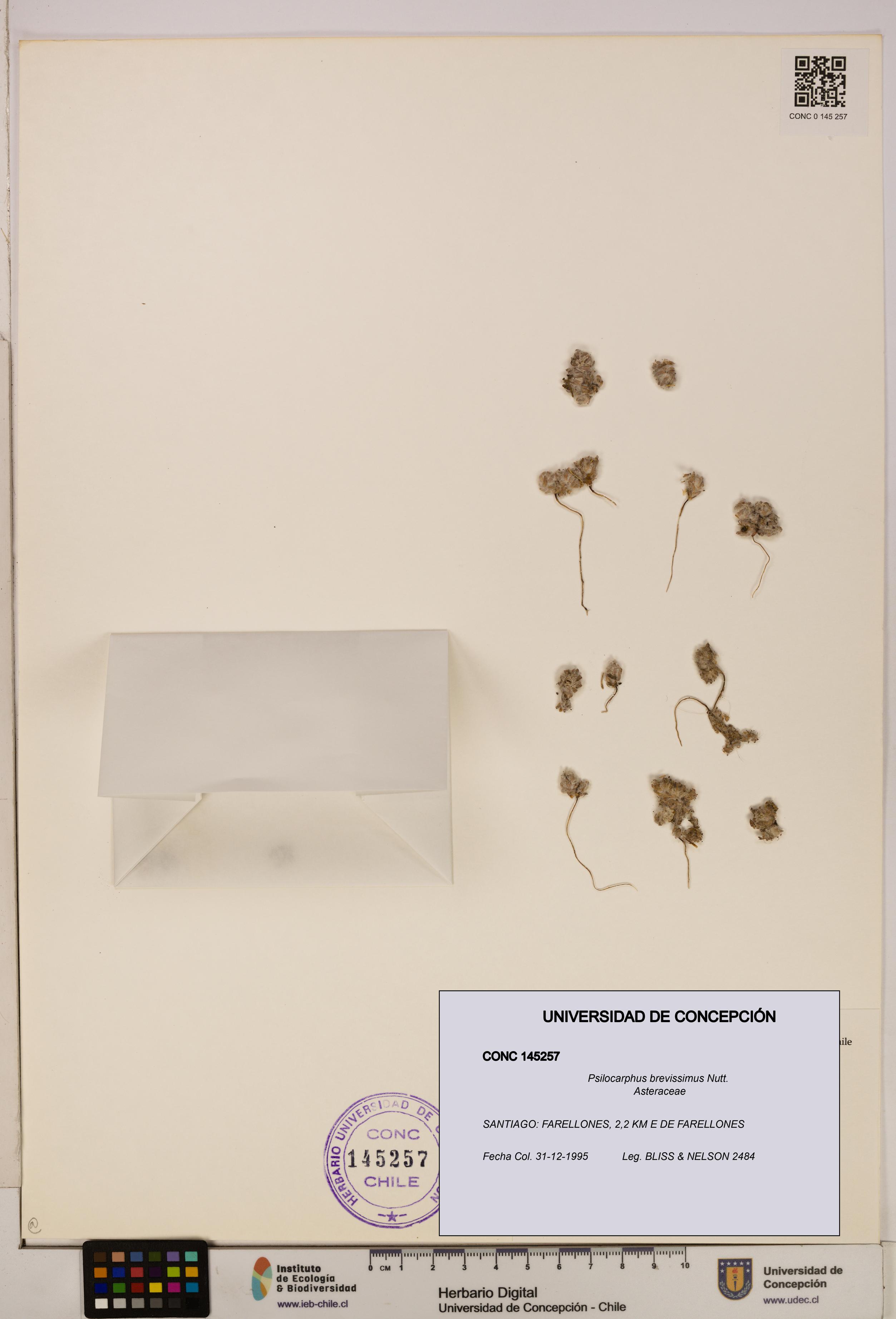 Psilocarphus brevissimus [Espécimen: ]