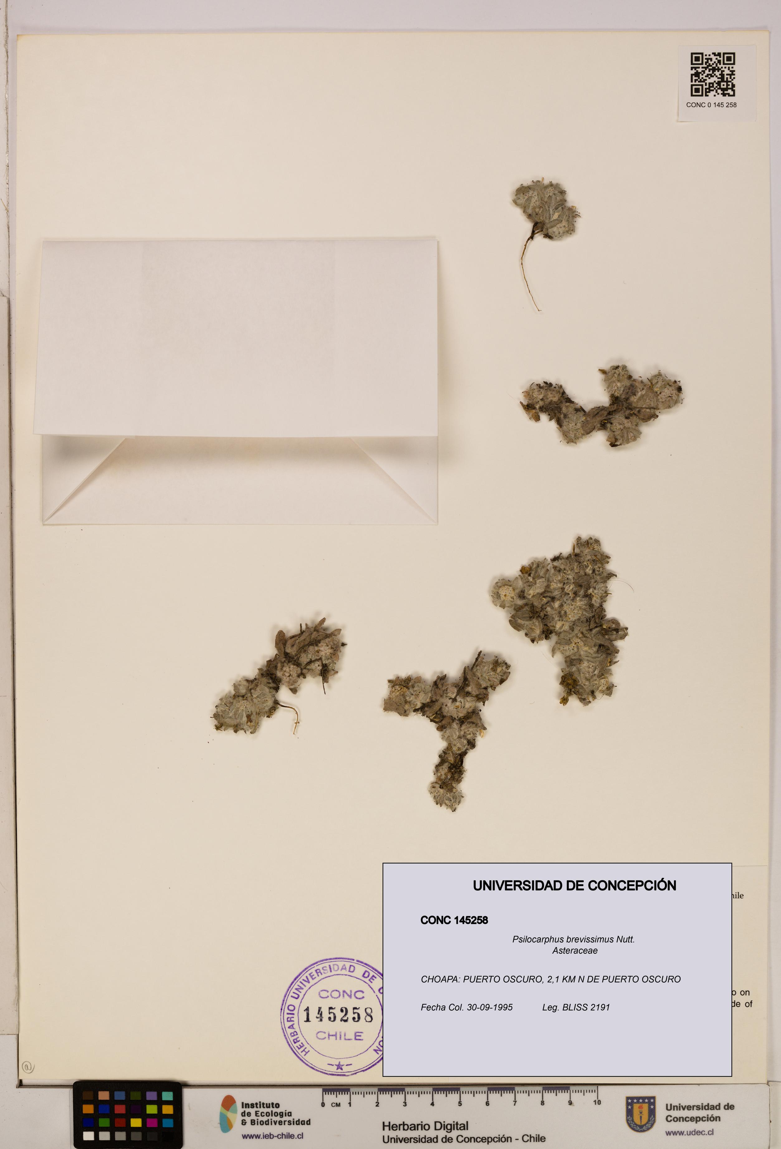 Psilocarphus brevissimus [Espécimen: ]
