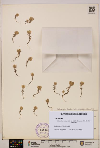 Psilocarphus tenellus var. globifer [Espécimen: ]