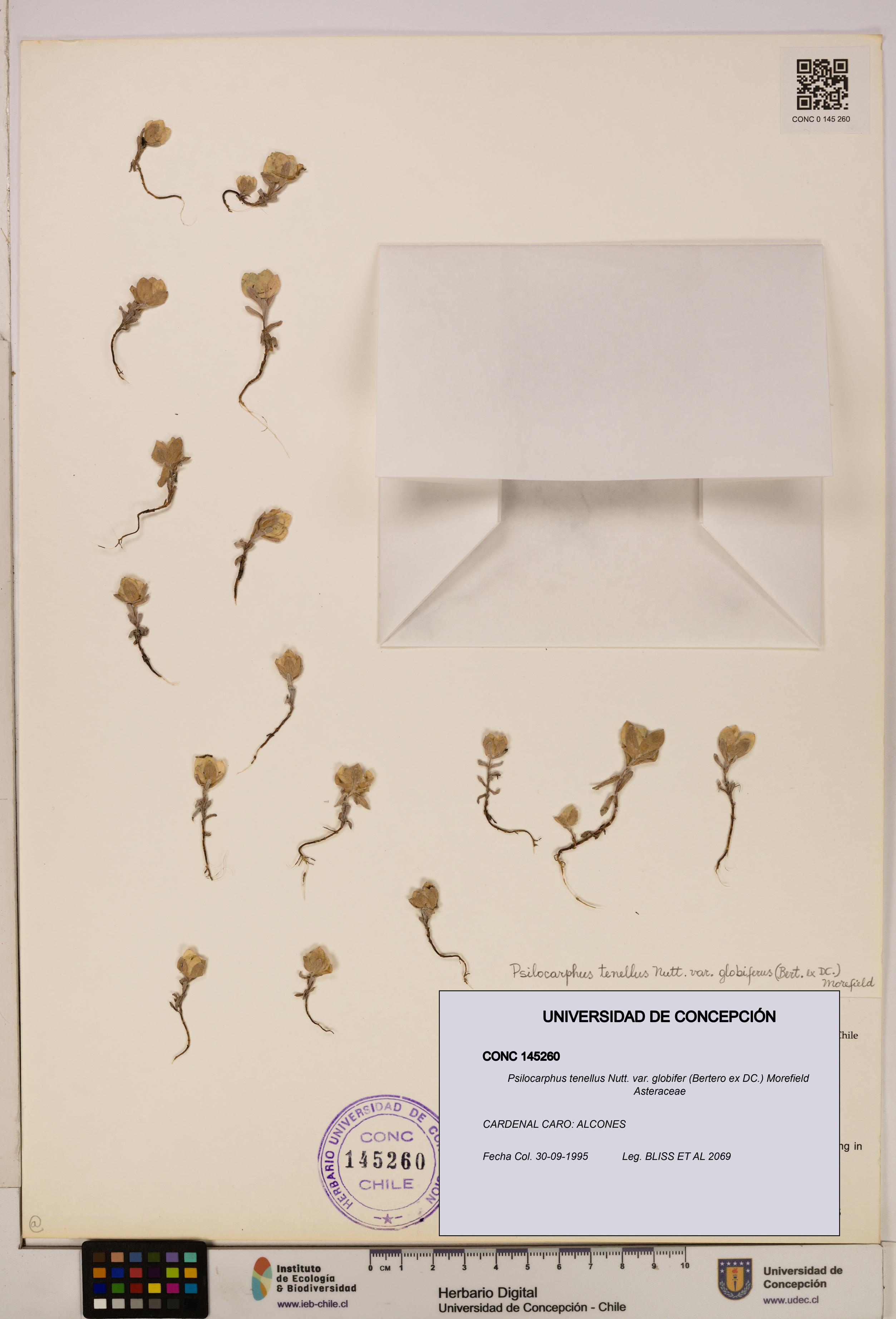 Psilocarphus tenellus var. globifer [Espécimen: ]