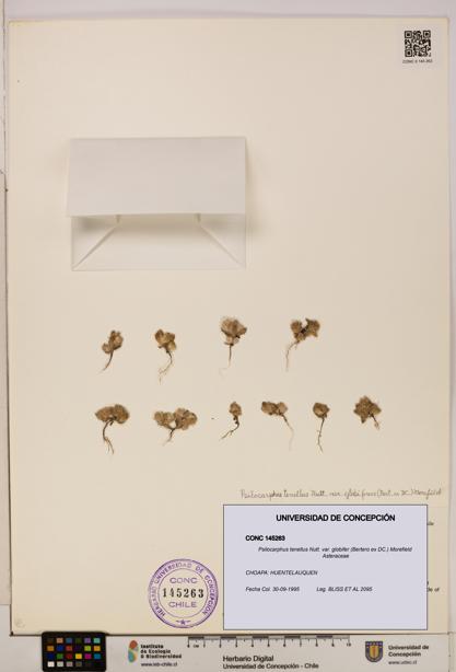 Psilocarphus tenellus var. globifer [Espécimen: ]