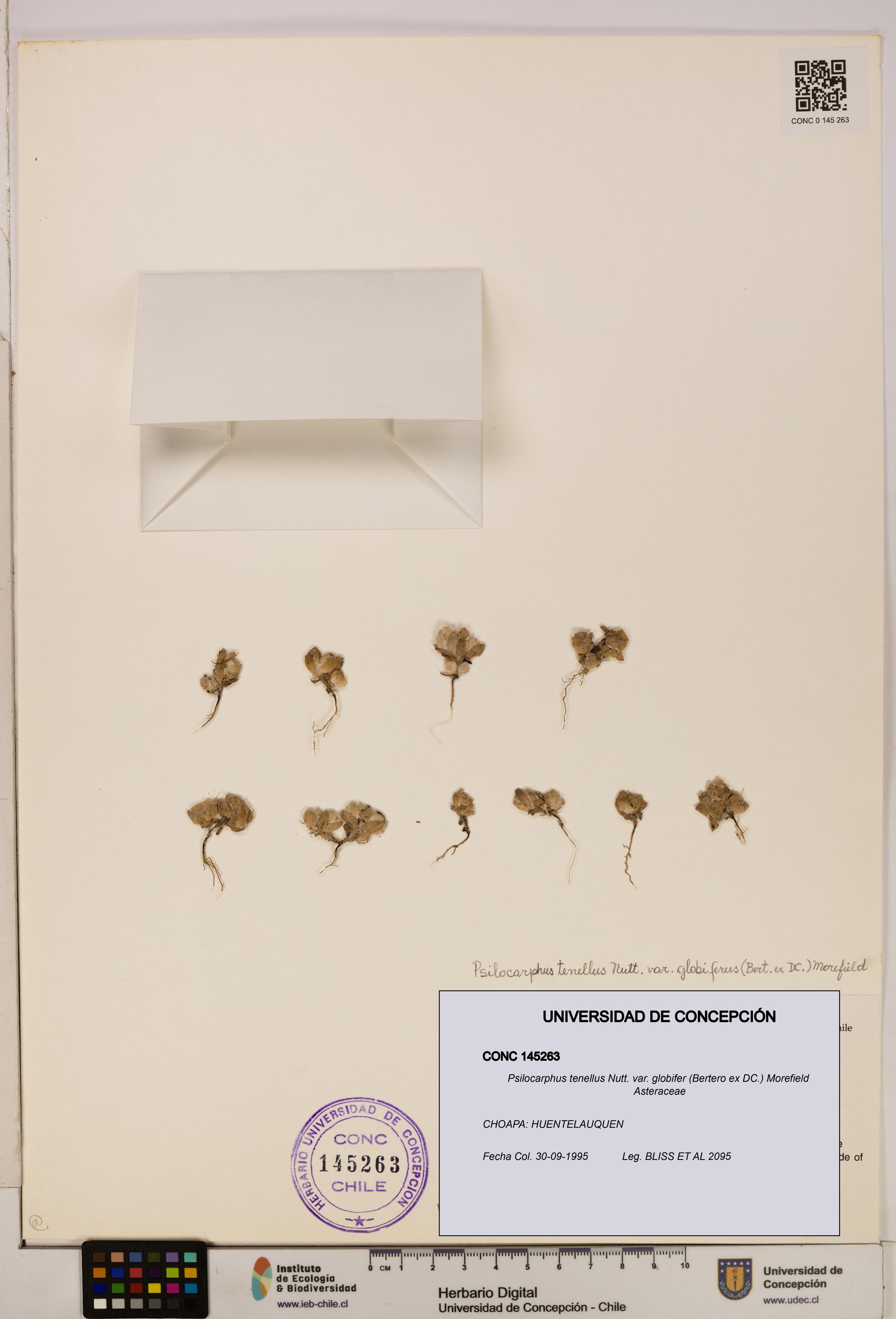 Psilocarphus tenellus var. globifer [Espécimen: ]