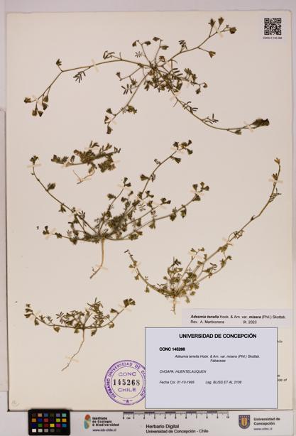 Adesmia tenella var. misera [Espécimen: UDEC:CONC:0145268]