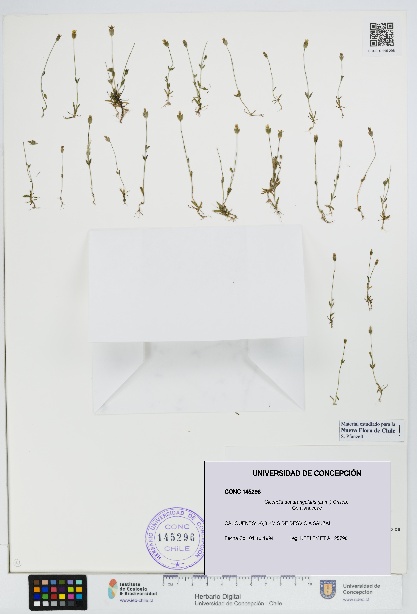 Cicendia quadrangularis [Espécimen: UDEC:CONC:0145296]