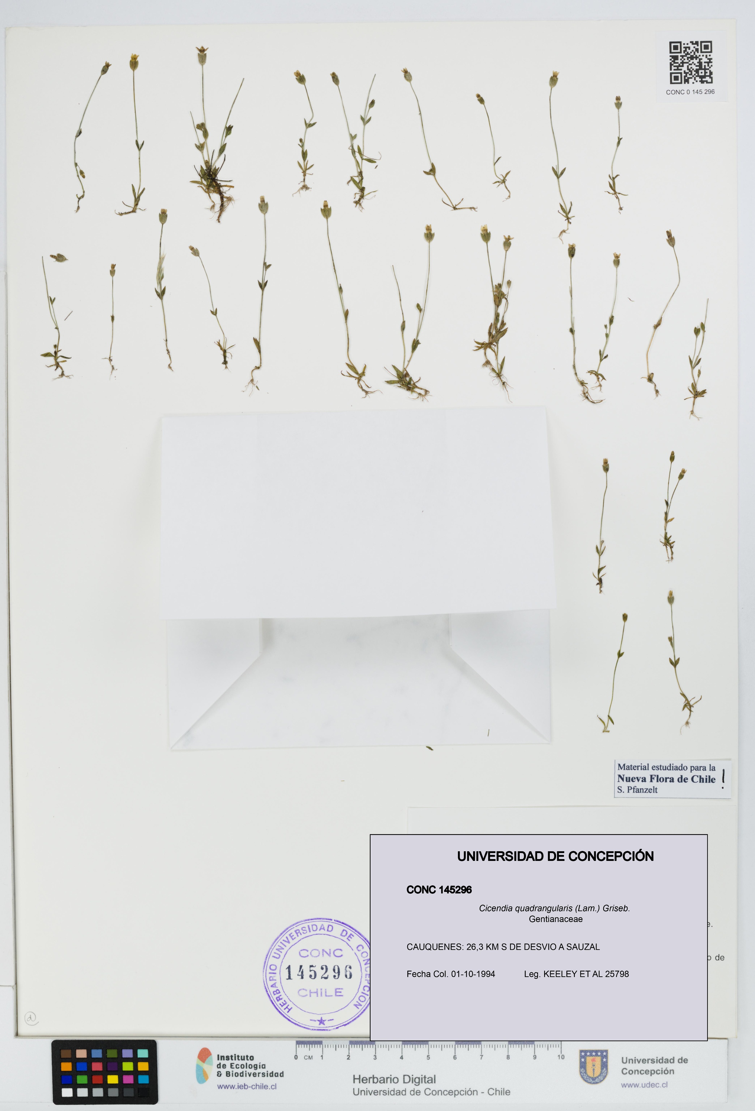 Cicendia quadrangularis [Espécimen: UDEC:CONC:0145296]