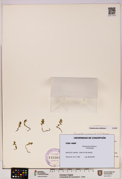 Centunculus minimus [Espécimen: UDEC:CONC:0145297]