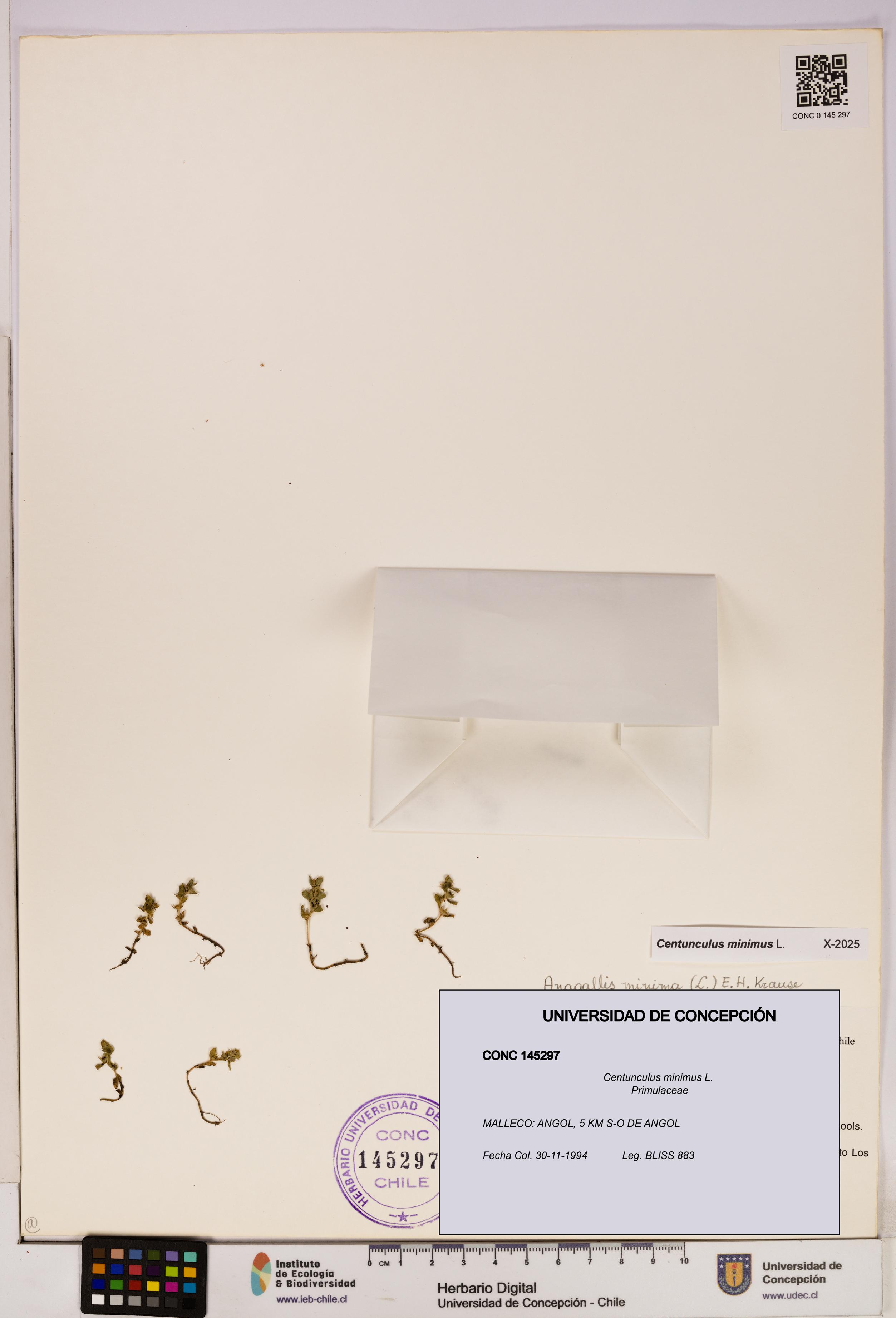 Centunculus minimus [Espécimen: UDEC:CONC:0145297]