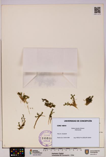 Elatine triandra [Espécimen: UDEC:CONC:0145310]