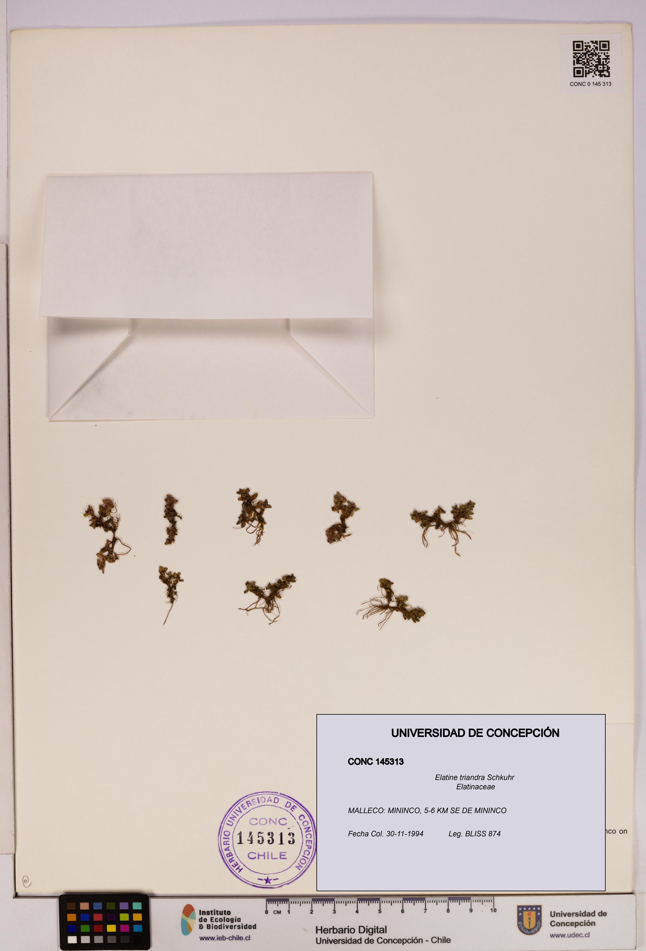 Elatine triandra [Espécimen: UDEC:CONC:0145313]