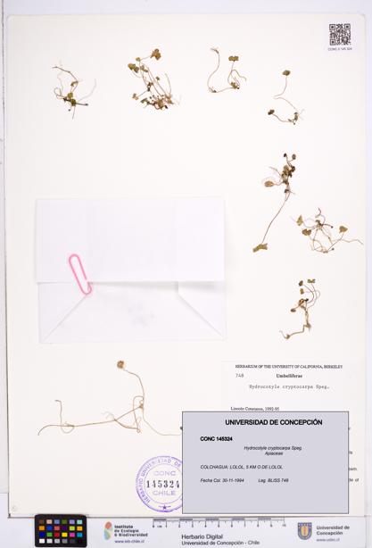 Hydrocotyle cryptocarpa [Espécimen: ]