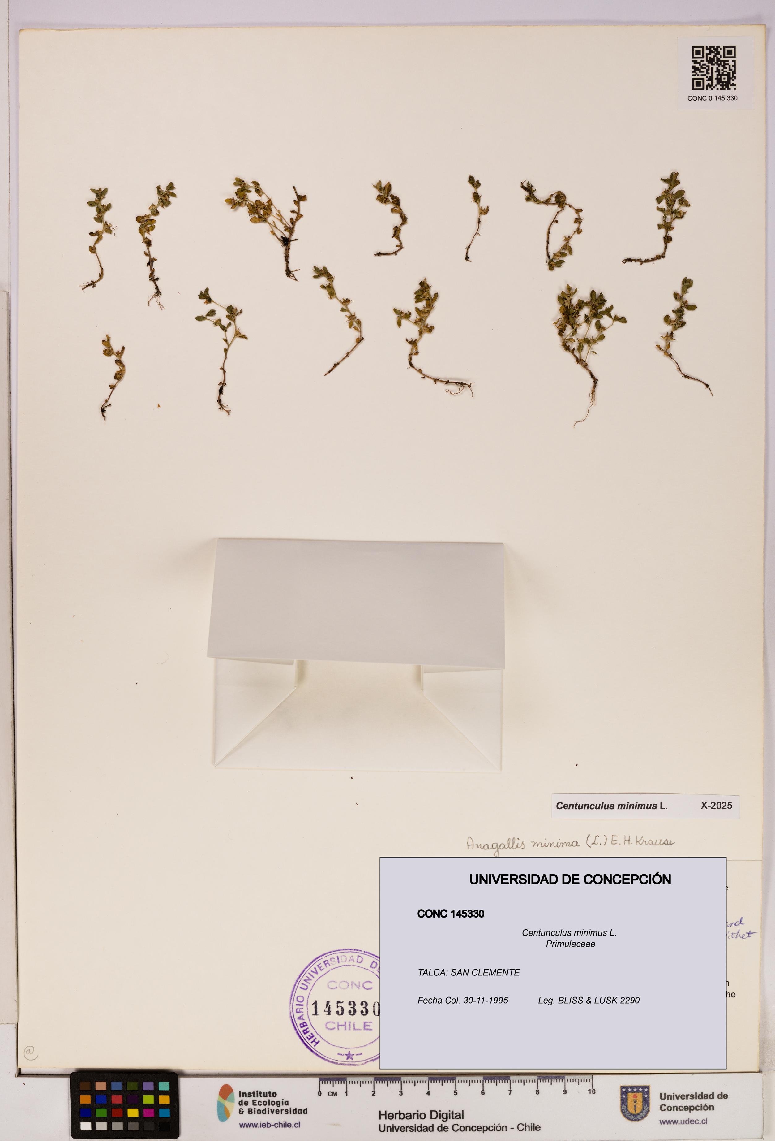 Centunculus minimus [Espécimen: UDEC:CONC:0145330]