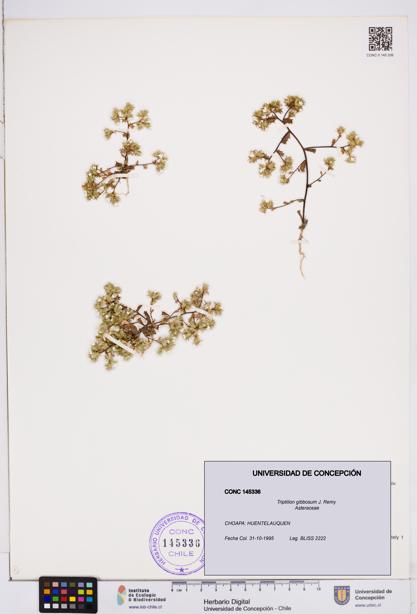 Triptilion gibbosum [Espécimen: ]