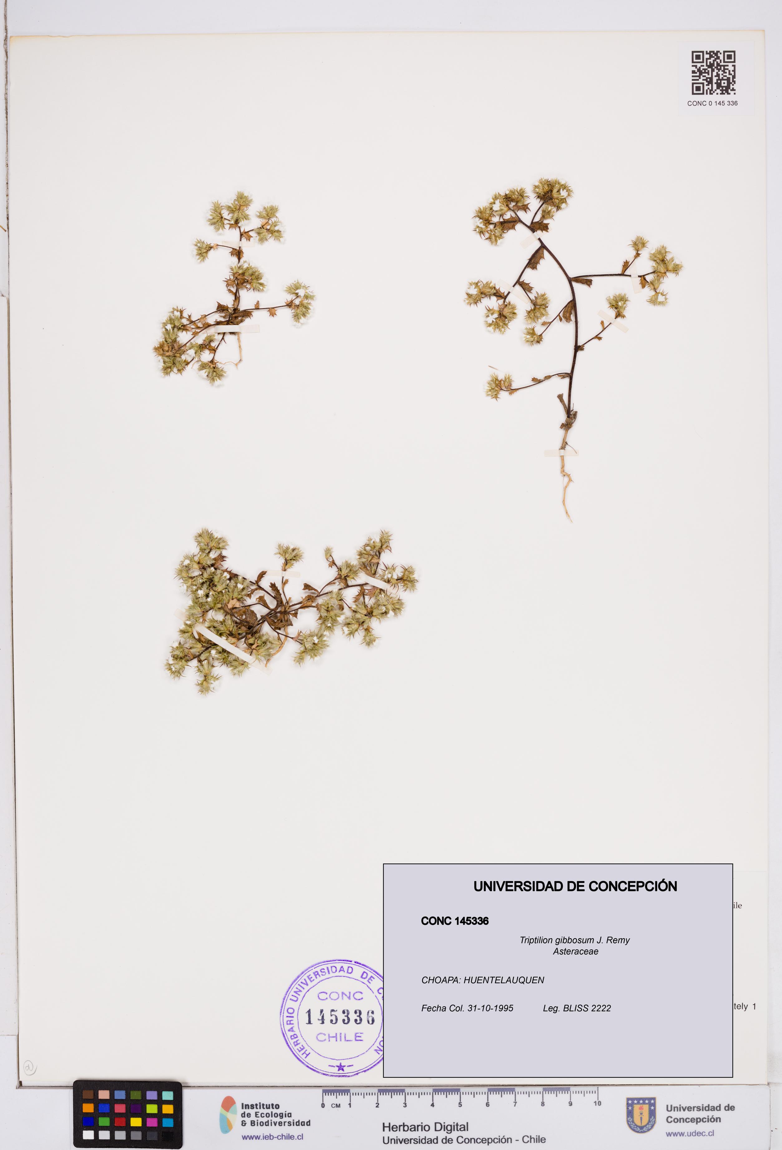 Triptilion gibbosum [Espécimen: ]