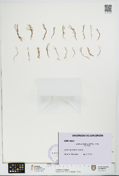 Lasthenia kunthii [Espécimen: UDEC:CONC:0145337]