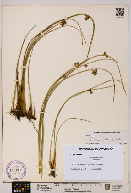 Juncus balticus [Espécimen: UDEC:CONC:0145339]