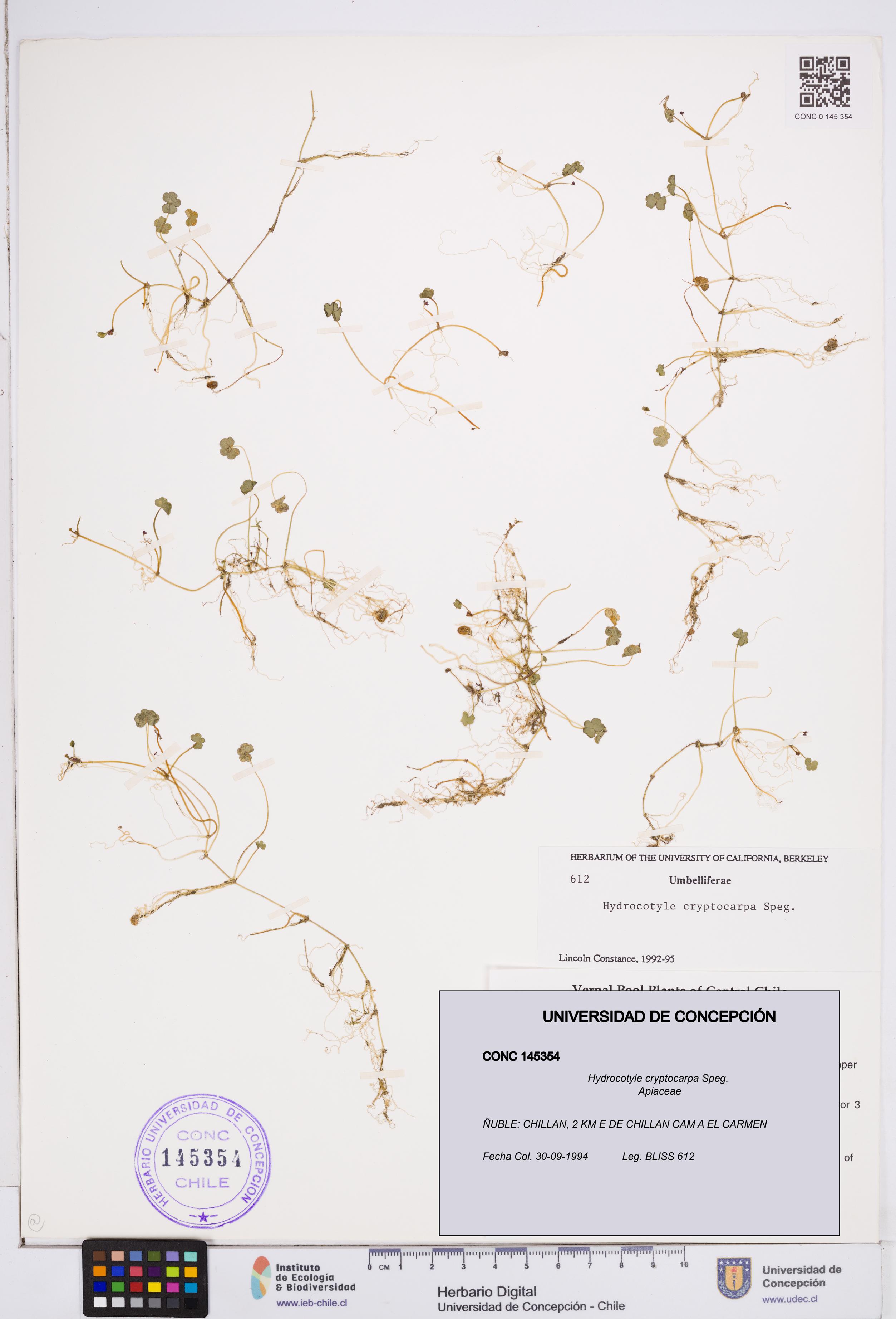 Hydrocotyle cryptocarpa [Espécimen: ]