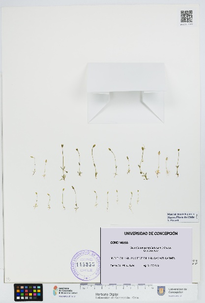 Cicendia quadrangularis [Espécimen: UDEC:CONC:0145355]