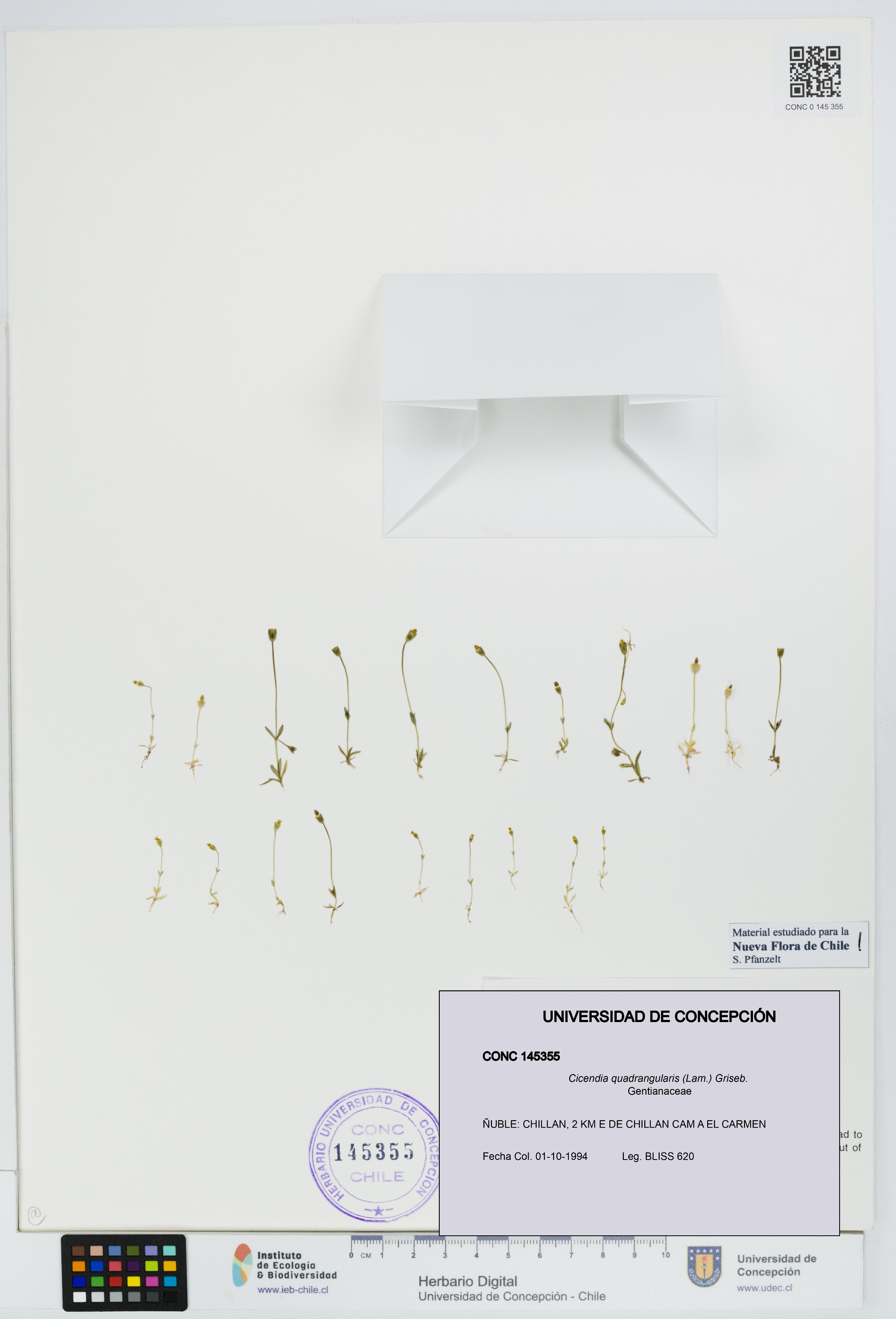 Cicendia quadrangularis [Espécimen: UDEC:CONC:0145355]