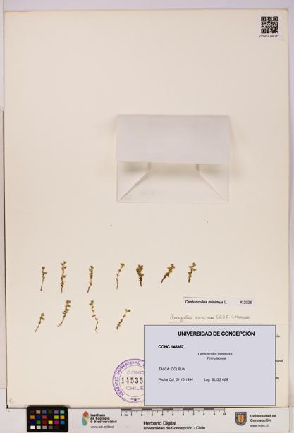 Centunculus minimus [Espécimen: UDEC:CONC:0145357]