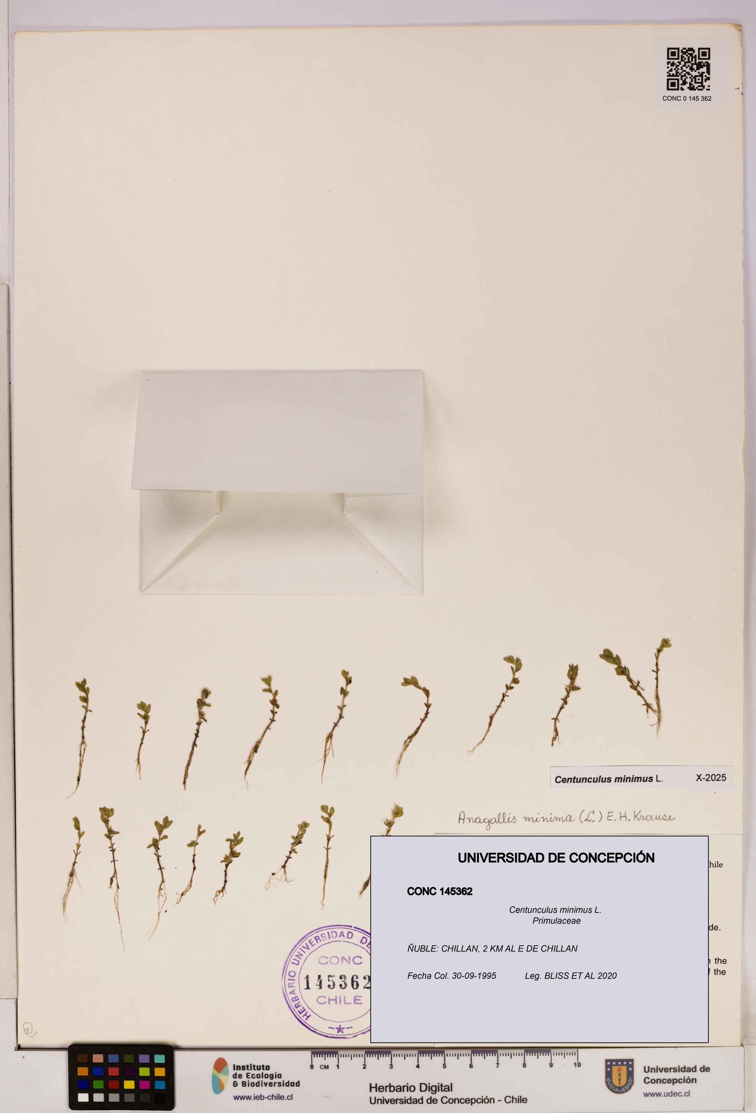 Centunculus minimus [Espécimen: UDEC:CONC:0145362]
