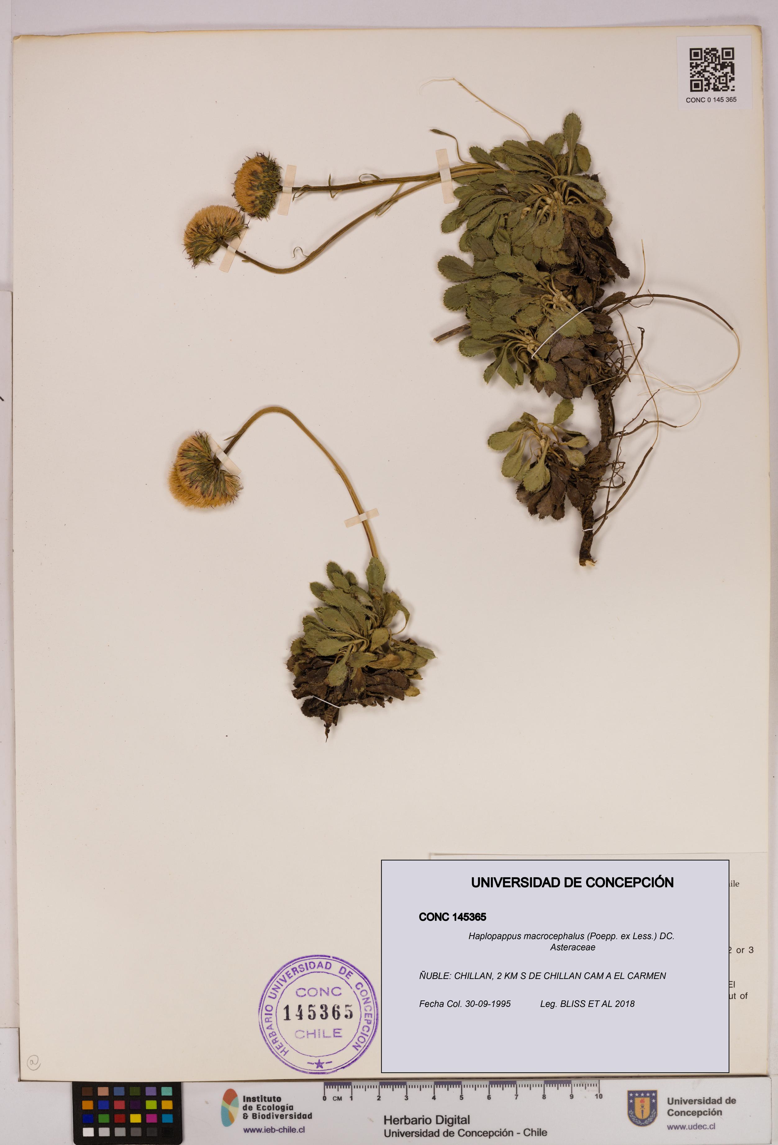 Haplopappus macrocephalus [Espécimen: UDEC:CONC:0145365]