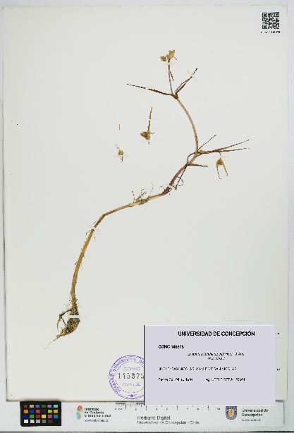 Lasthenia kunthii [Espécimen: UDEC:CONC:0145375]