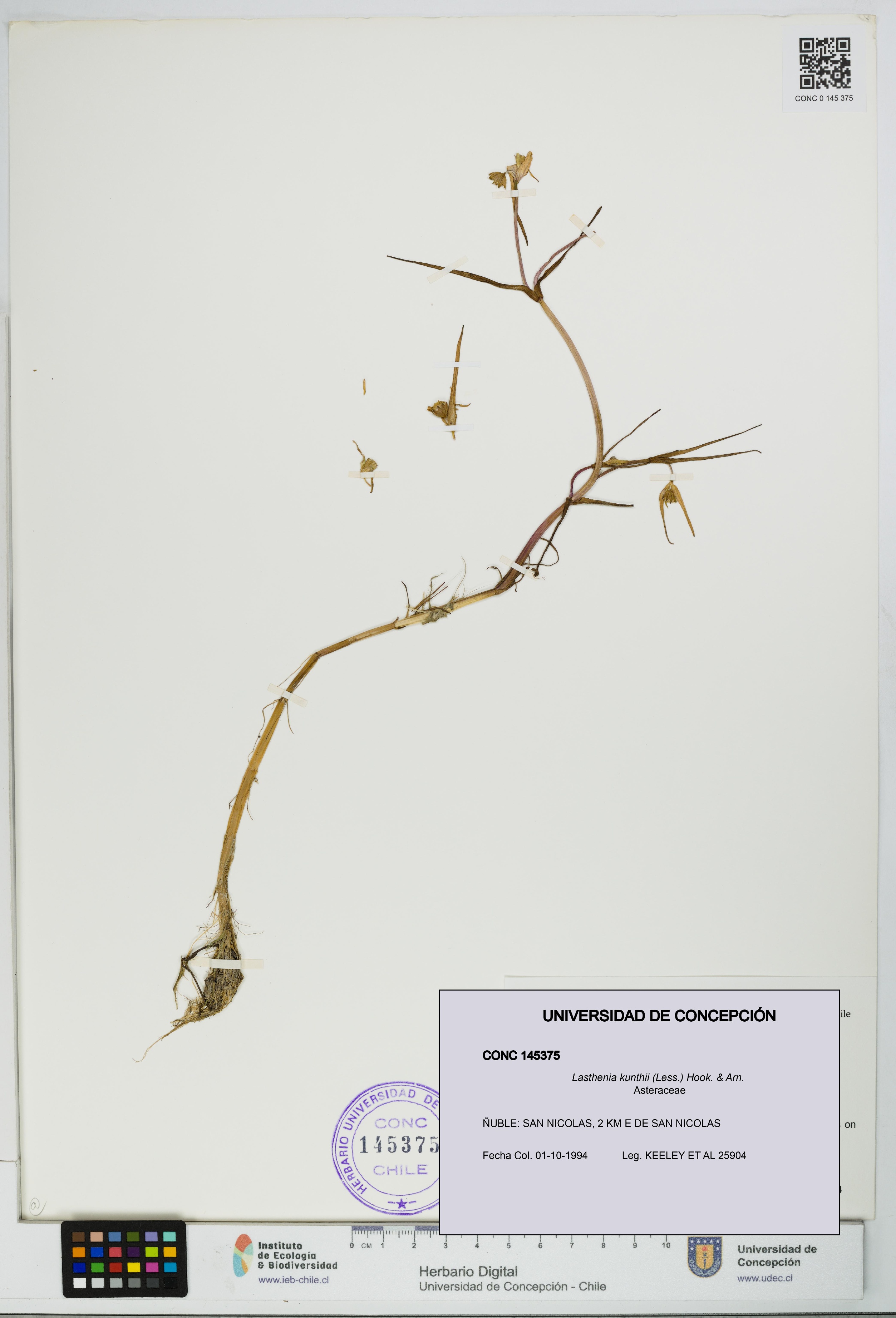 Lasthenia kunthii [Espécimen: UDEC:CONC:0145375]