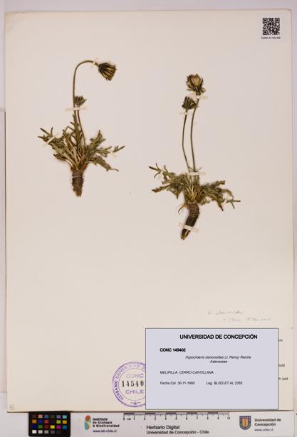 Hypochaeris clarionoides [Espécimen: UDEC:CONC:0145402]