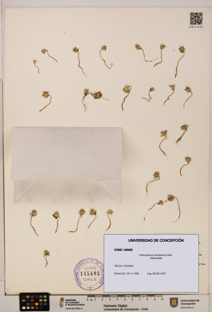 Psilocarphus brevissimus [Espécimen: ]