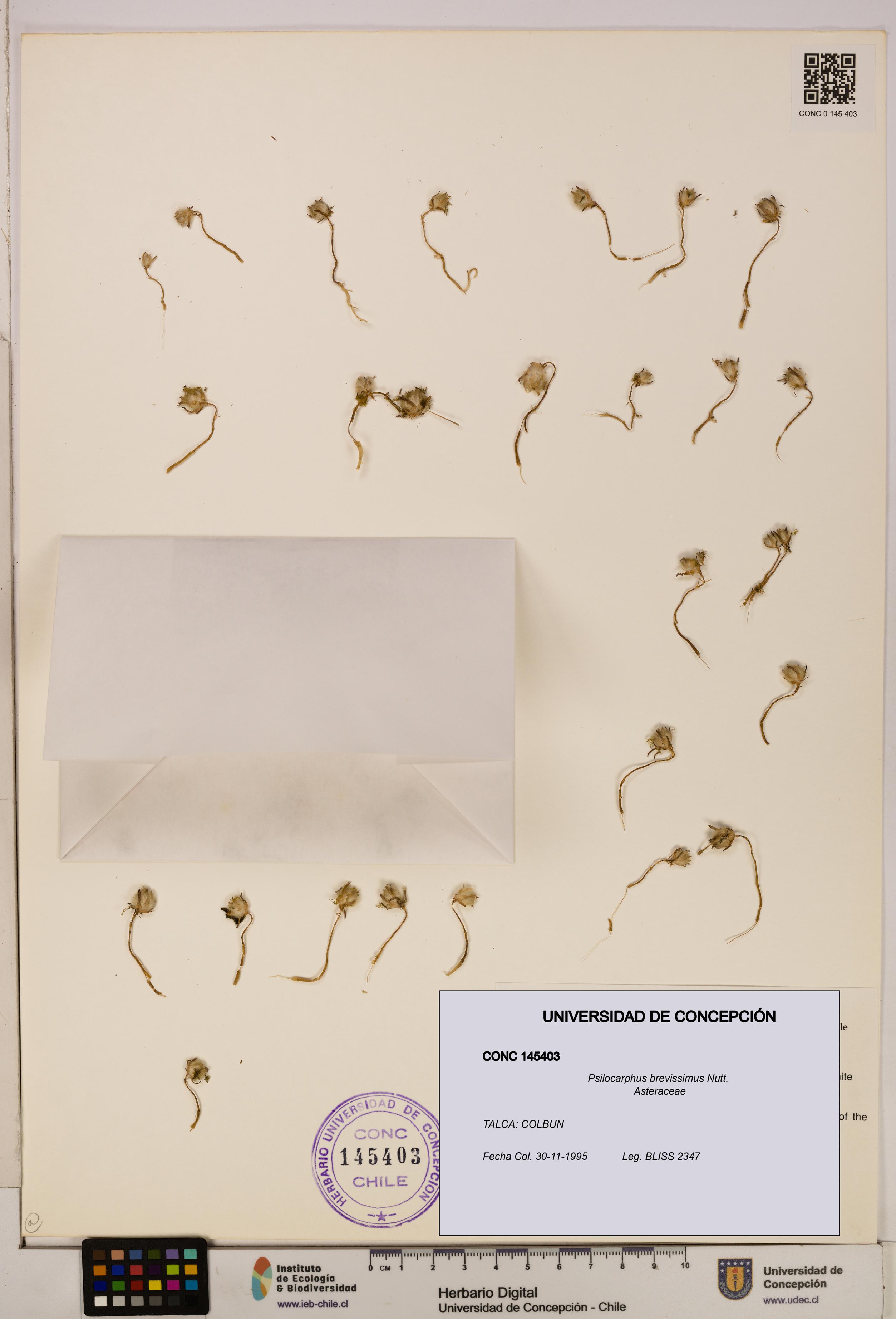 Psilocarphus brevissimus [Espécimen: ]