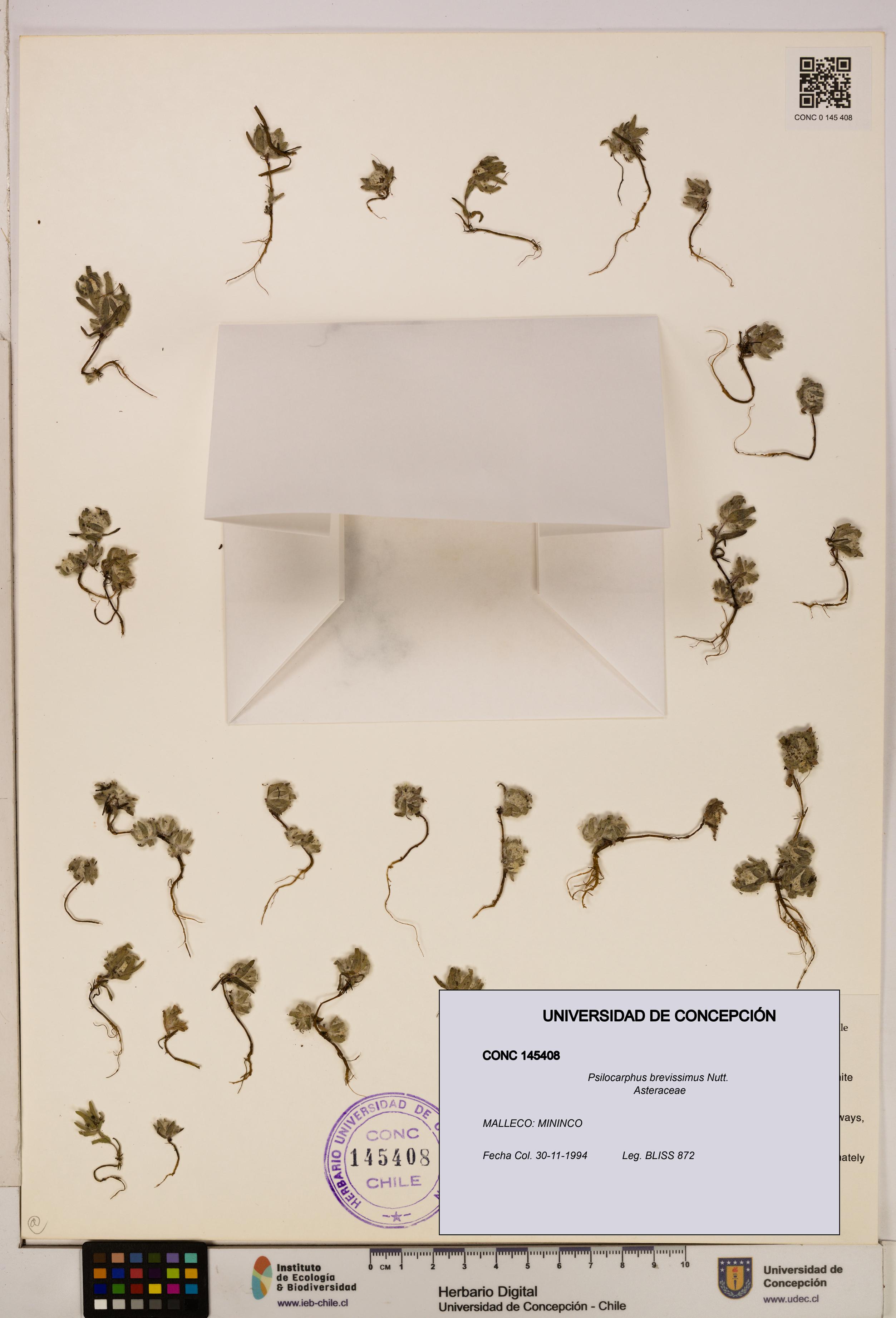 Psilocarphus brevissimus [Espécimen: ]