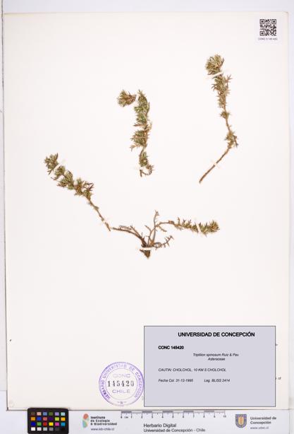 Triptilion spinosum [Espécimen: ]