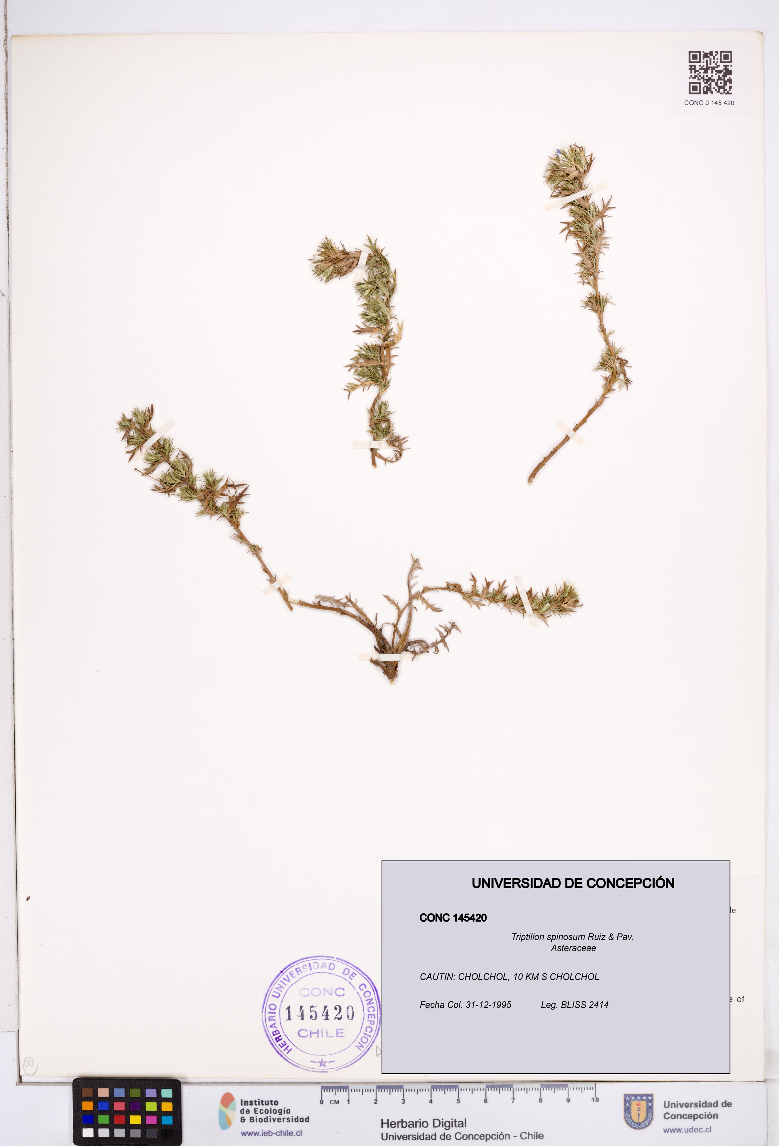 Triptilion spinosum [Espécimen: ]