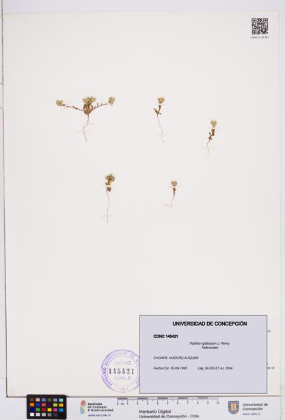 Triptilion gibbosum [Espécimen: ]