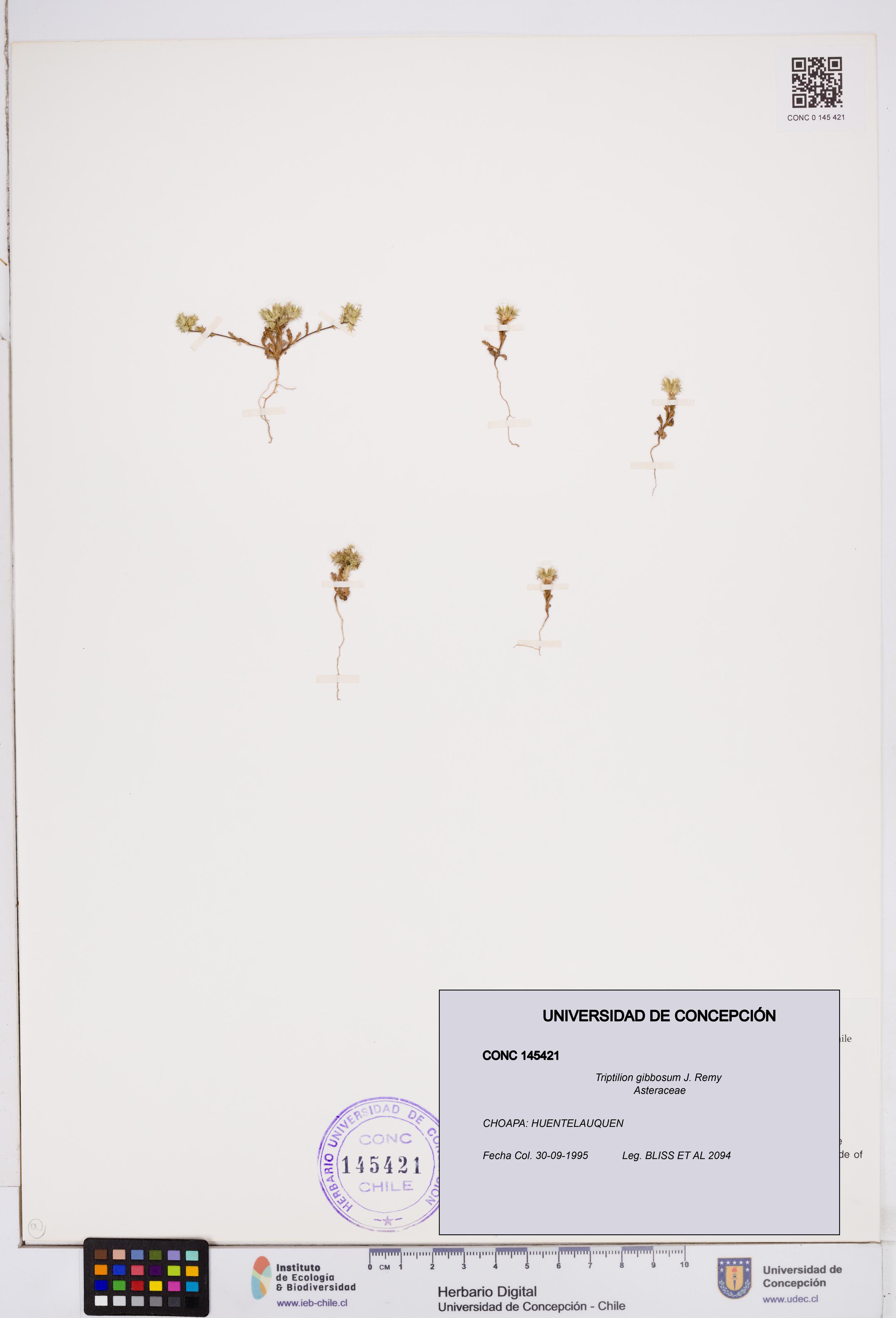 Triptilion gibbosum [Espécimen: ]