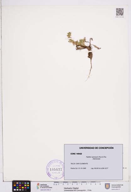 Triptilion spinosum [Espécimen: ]