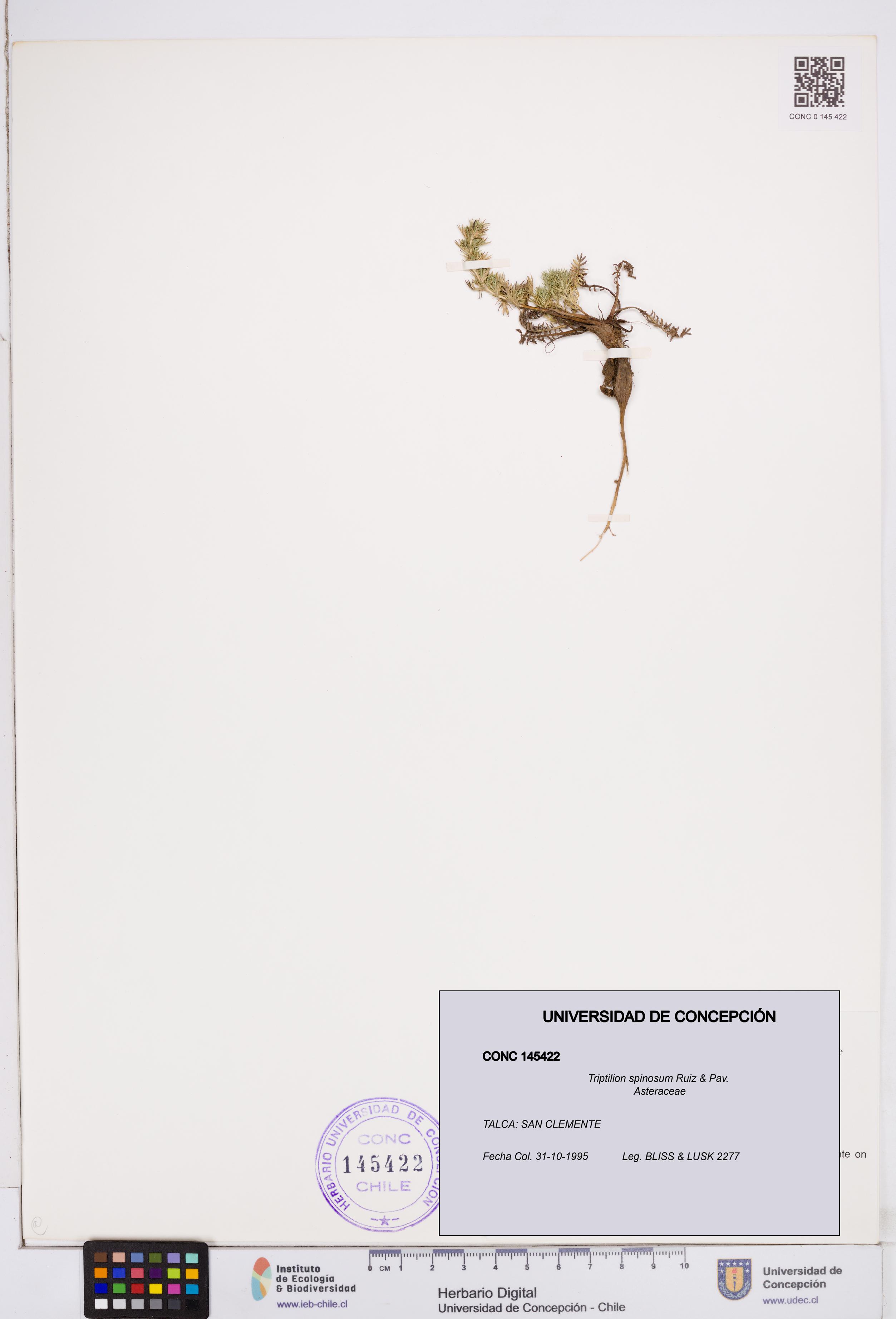 Triptilion spinosum [Espécimen: ]
