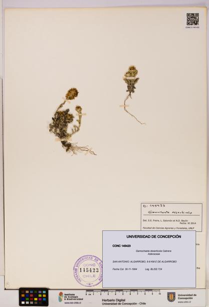 Gamochaeta deserticola [Espécimen: UDEC:CONC:0145423]