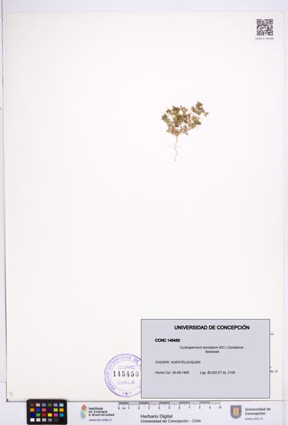 Cyclospermum laciniatum [Espécimen: ]