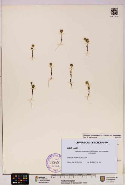 Helenium urmenetae var. urmenetae [Espécimen: UDEC:CONC:0145451]