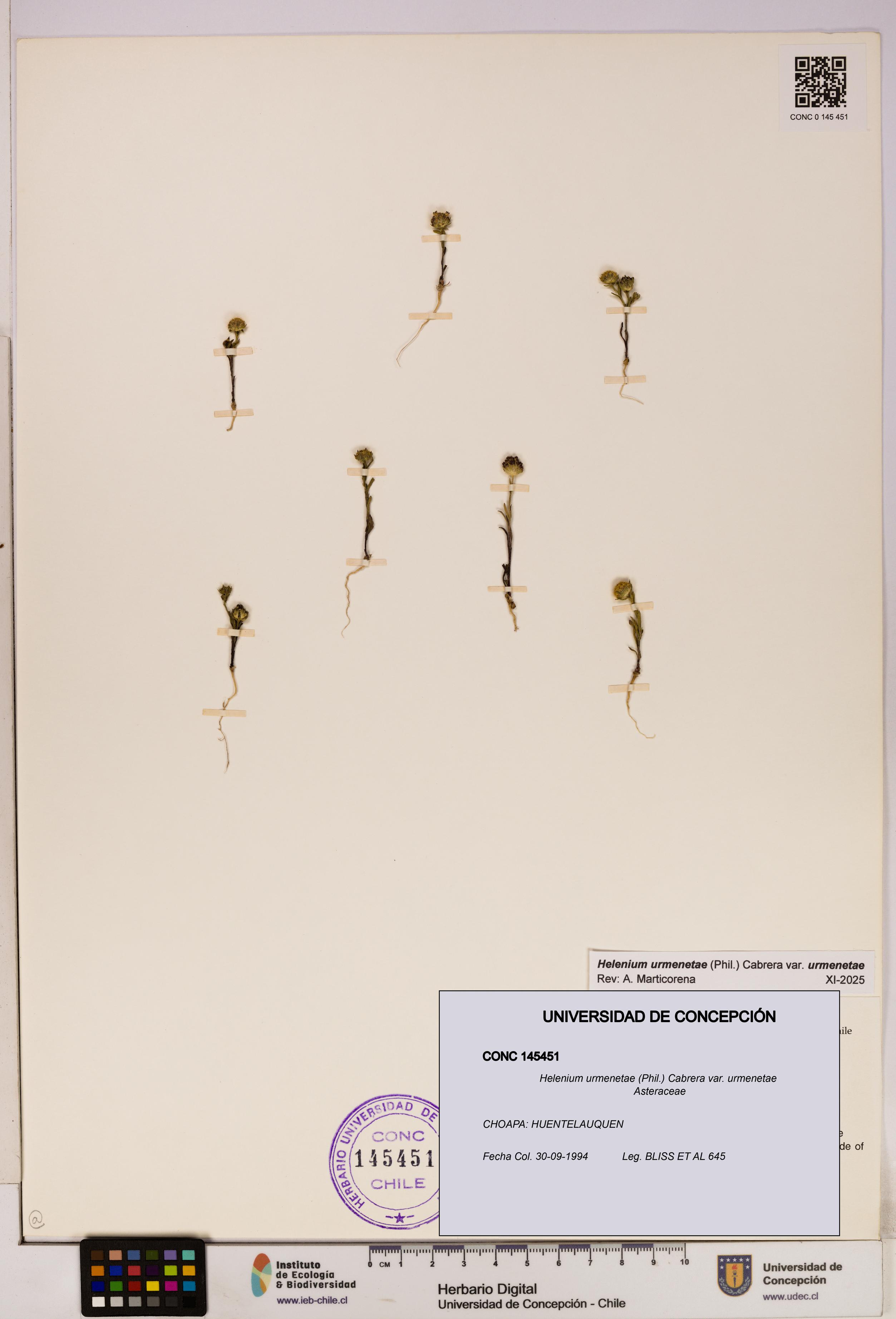 Helenium urmenetae var. urmenetae [Espécimen: UDEC:CONC:0145451]