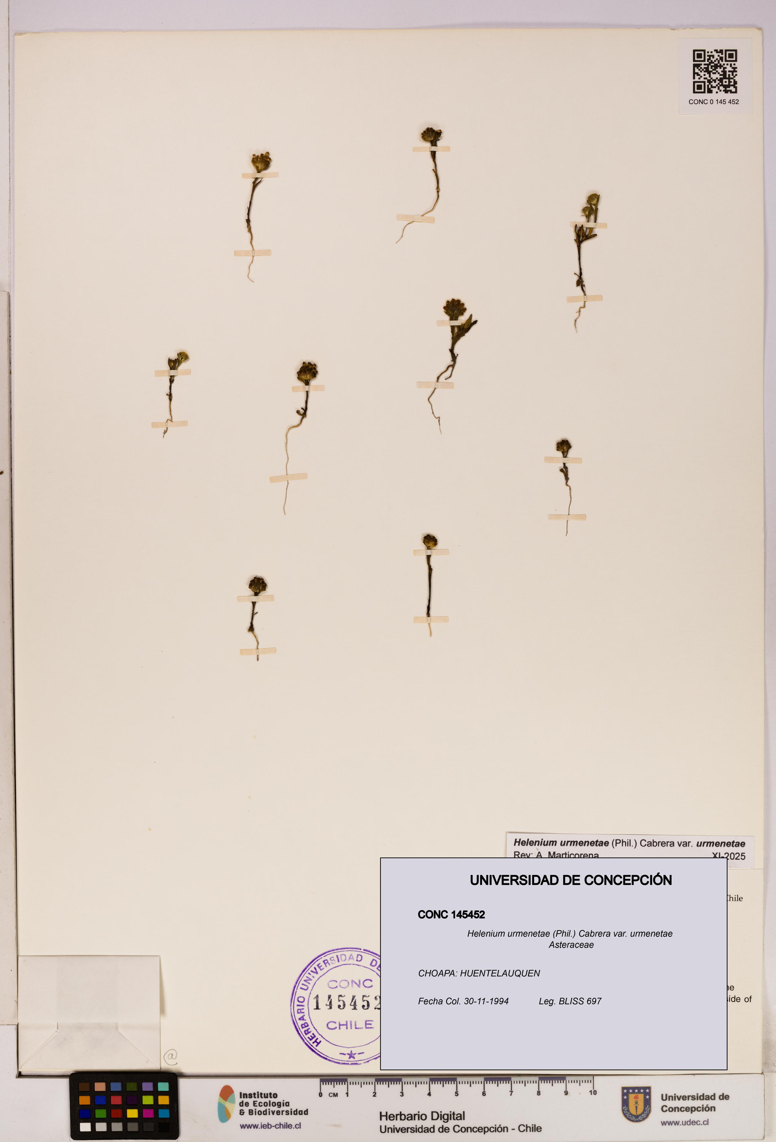 Helenium urmenetae var. urmenetae [Espécimen: UDEC:CONC:0145452]