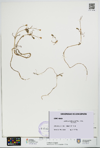 Lasthenia kunthii [Espécimen: UDEC:CONC:0145459]