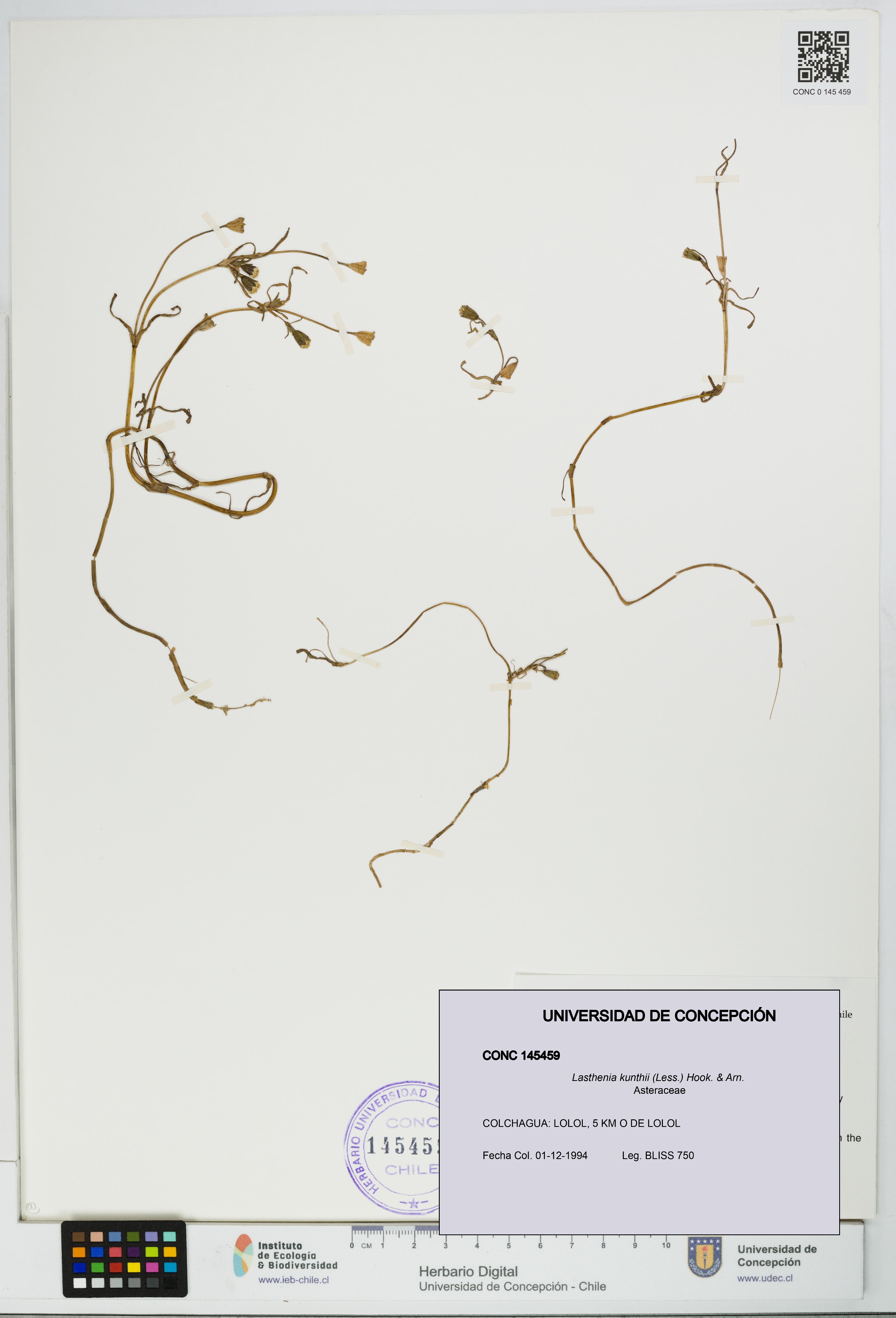 Lasthenia kunthii [Espécimen: UDEC:CONC:0145459]