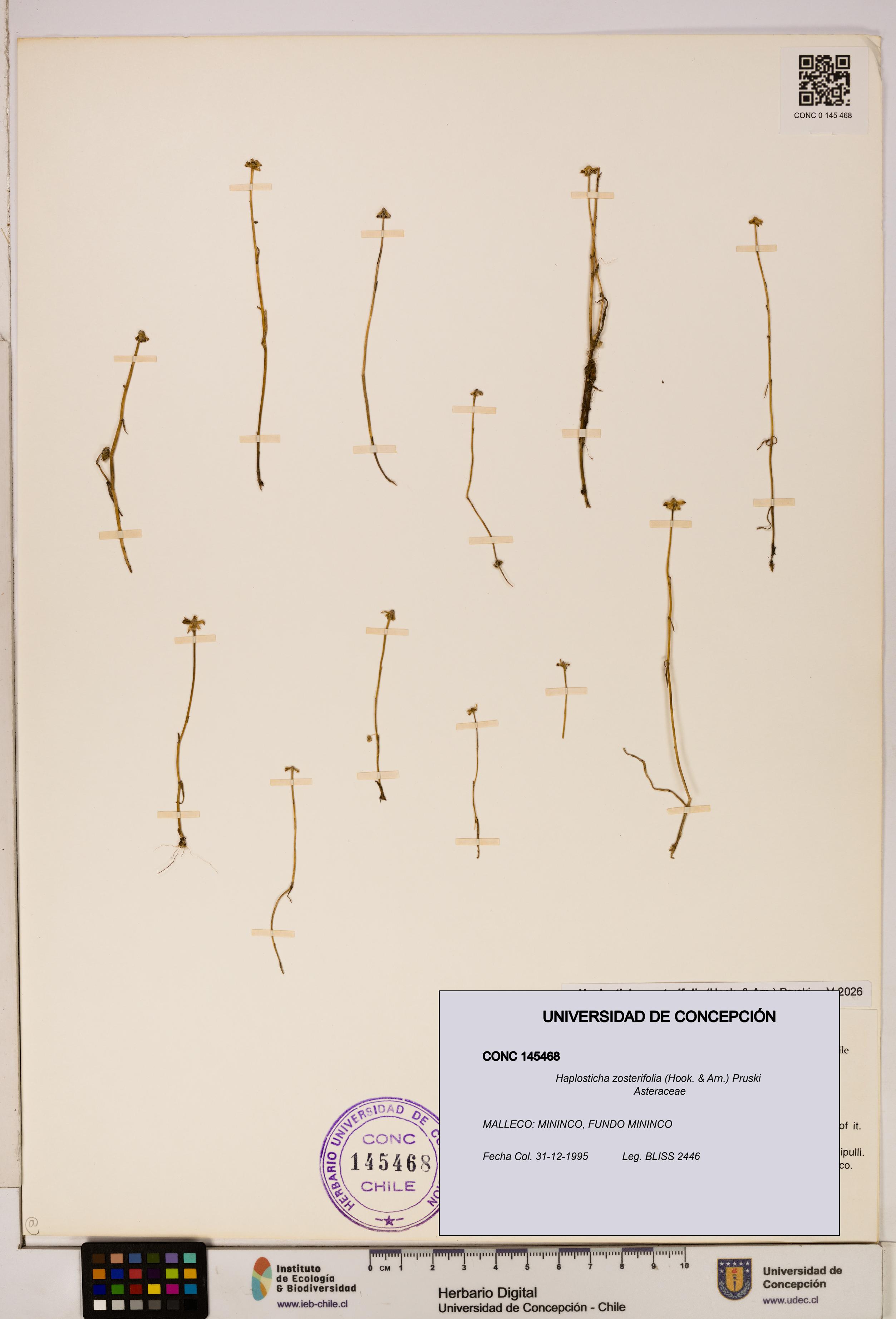 Haplosticha zosterifolia [Espécimen: UDEC:CONC:0145468]