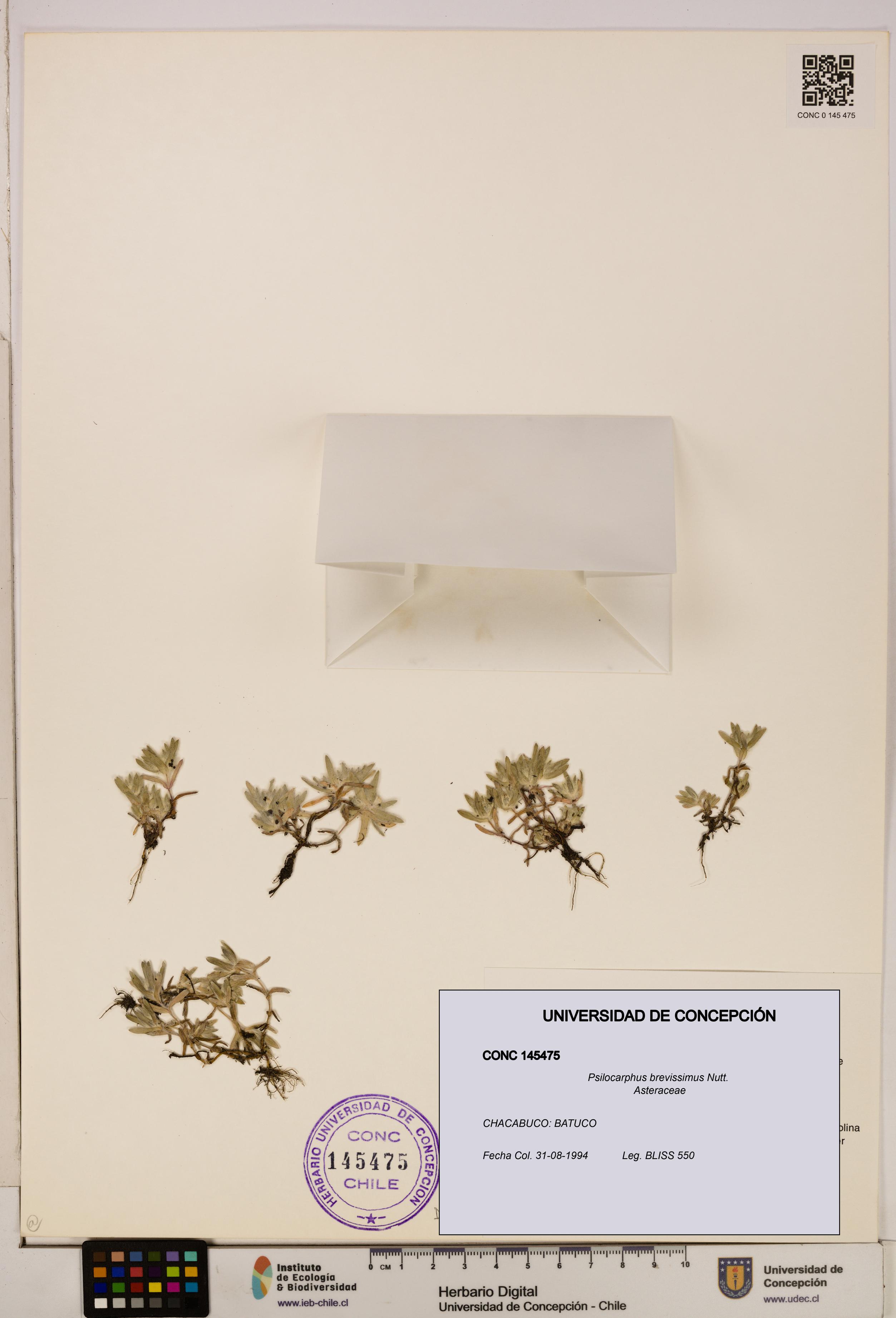 Psilocarphus brevissimus [Espécimen: ]