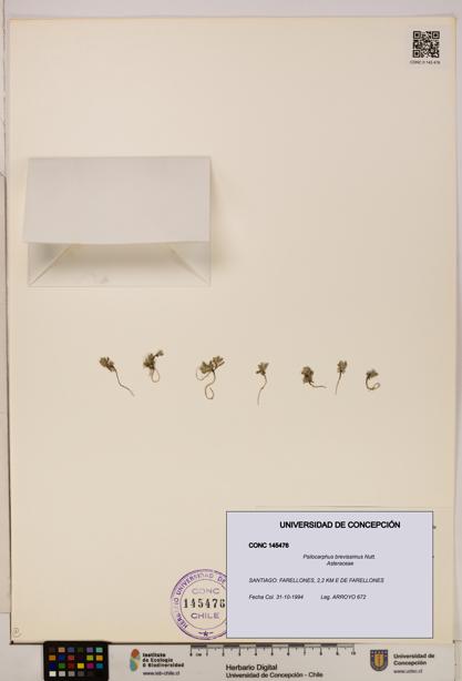 Psilocarphus brevissimus [Espécimen: ]