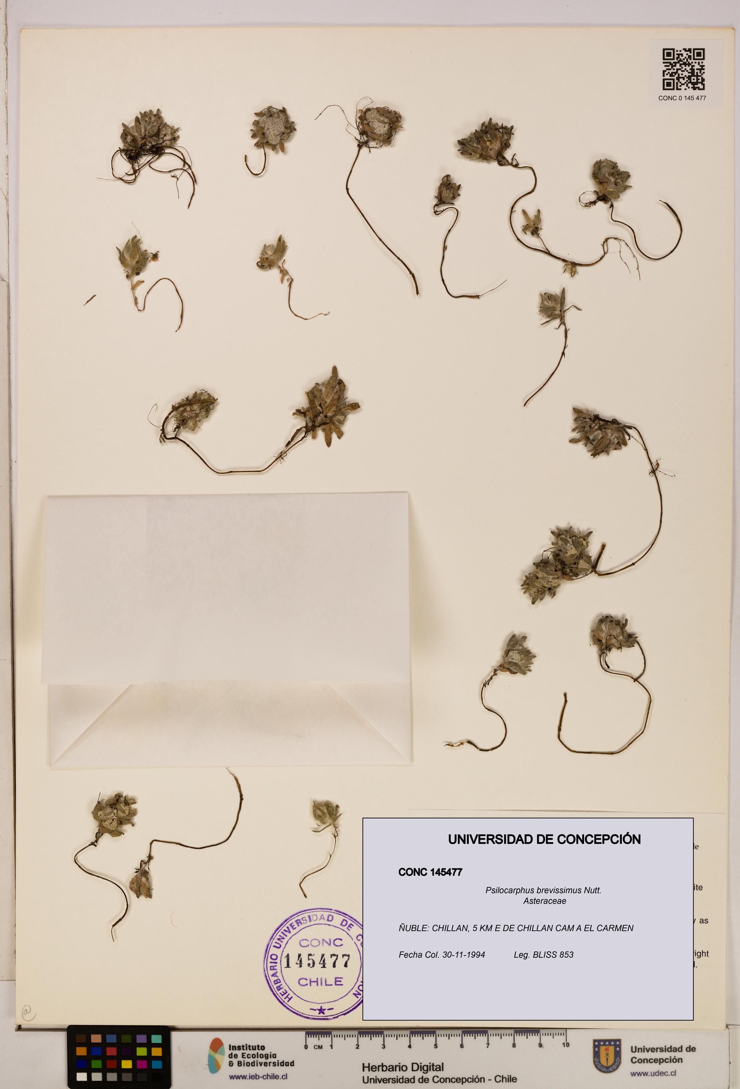 Psilocarphus brevissimus [Espécimen: ]