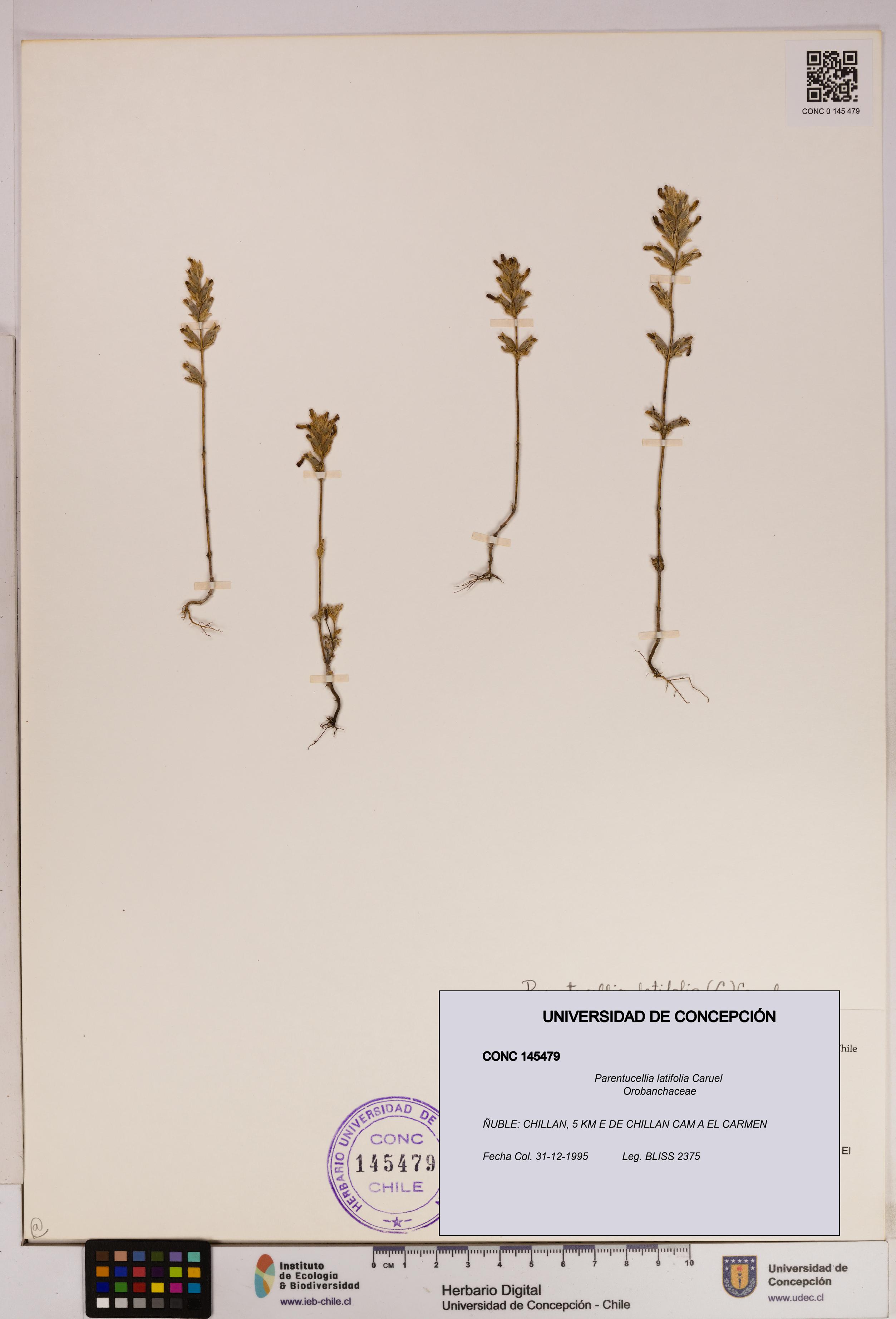 Parentucellia latifolia [Espécimen: UDEC:CONC:0145479]